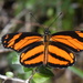 Mariposas Medialuna - Photo (c) Joey Santore, algunos derechos reservados (CC BY-NC), subido por Joey Santore