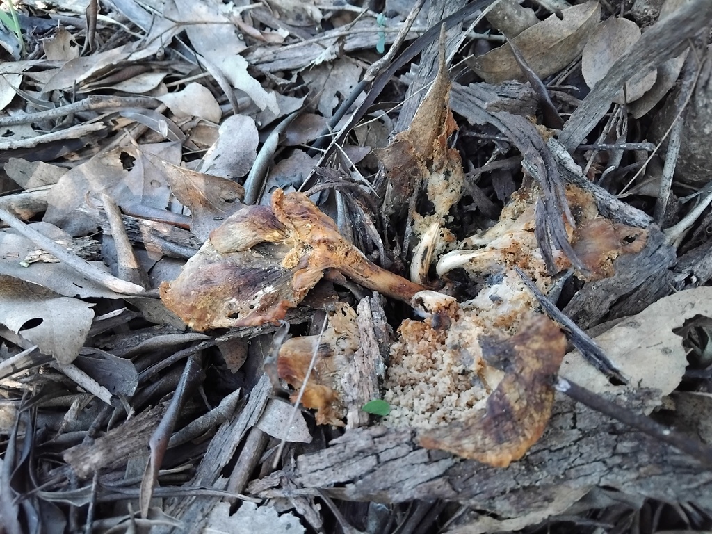 Omphalotus nidiformis · May 2025 · photo: © sofiazed1 (iNaturalist, cc-by)