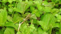 Neurothemis intermedia