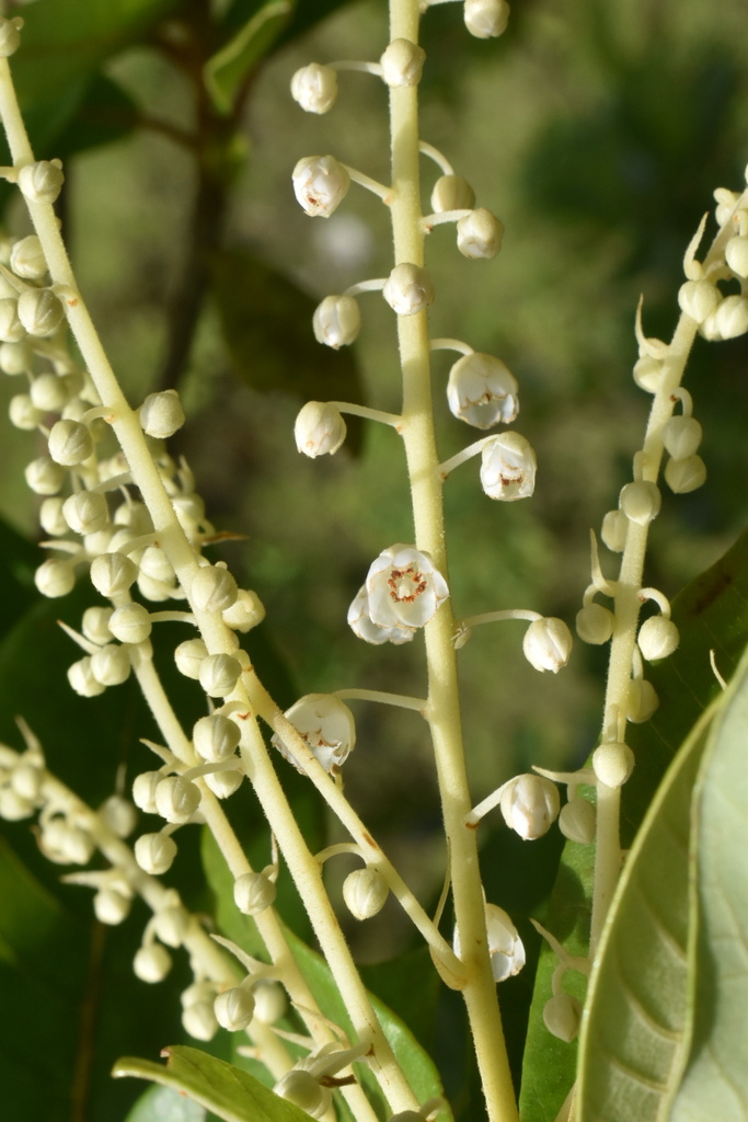 Clethra pringlei