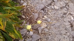 Cephalaria coriacea