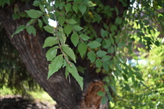 Ulmus