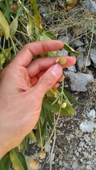 Cephalaria coriacea