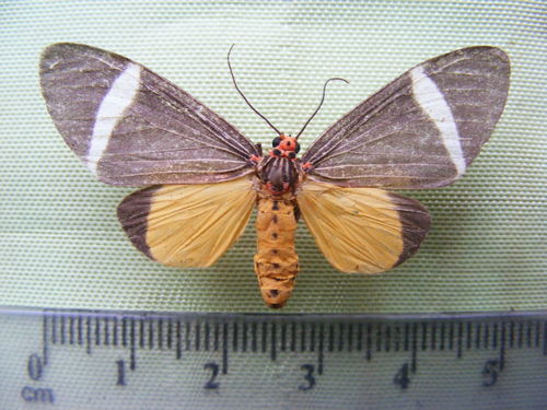 Phileta tiger moth