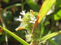 Phaulopsis imbricata