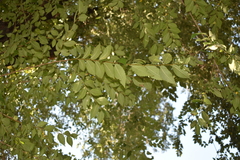 Ulmus