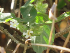 Phaulopsis imbricata