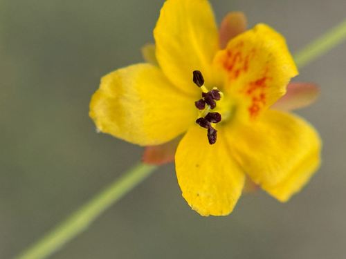 Dwarf Nicker (Hoffmannseggia drummondii)