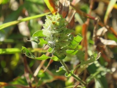 Phaulopsis imbricata