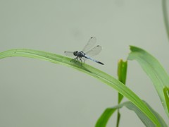 Brachydiplax sobrina
