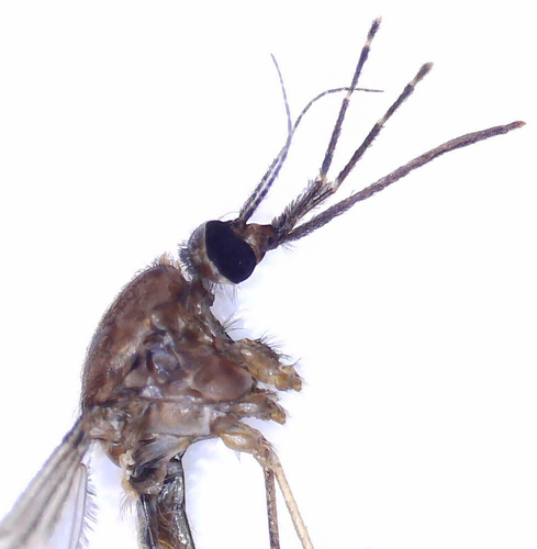 Walker's Anopheles photo 6