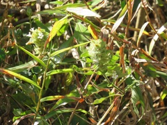 Phaulopsis imbricata