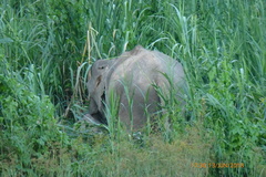 Elephas maximus borneensis