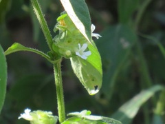 Phaulopsis imbricata