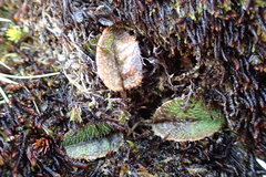 Brachyglottis bellidioides