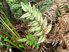 Diplazium cordifolium