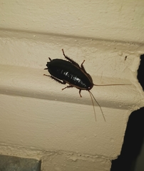 Drymaplaneta communis