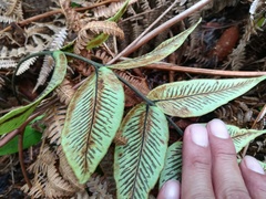 Diplazium cordifolium