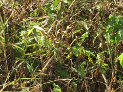 Phaulopsis imbricata