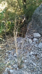 Piptatherum holciforme