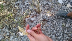 Piptatherum holciforme