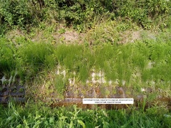 Equisetum palustre