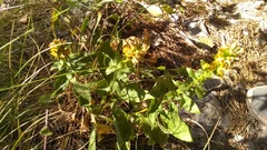 Solidago virgaurea taurica
