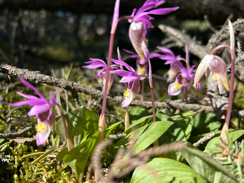 Eastern Fairy-slipper