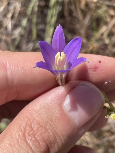 santa rosa basalt brodiaea (Brodiaea santarosae)