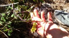 Solidago virgaurea taurica