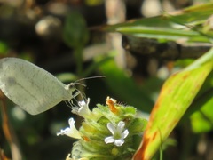 Leptosia alcesta inalcesta