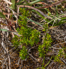 Arcytophyllum thymifolium, photograph (c) portioid, some rights reserved (CC BY)