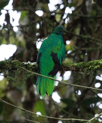 Pharomachrus antisianus