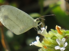Leptosia alcesta inalcesta