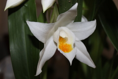 Coelogyne mooreana