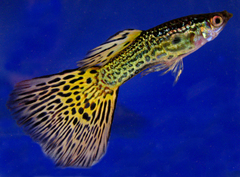 Guppy photo 4