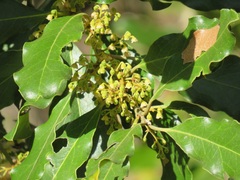 Euclea natalensis natalensis