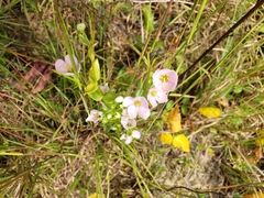 Sabatia angularis
