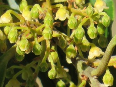 Euclea natalensis natalensis