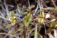 Coprosma crenulata
