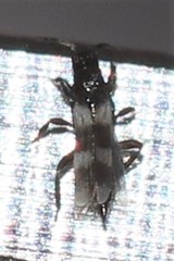 Aeolothrips nasturtii