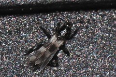 Aeolothrips nasturtii