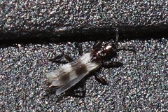 Aeolothrips nasturtii