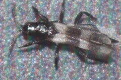 Aeolothrips nasturtii