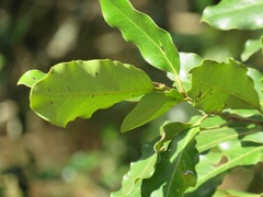 Euclea natalensis natalensis