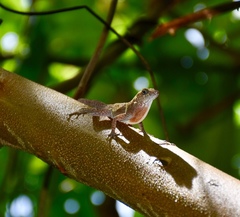 Anolis allogus