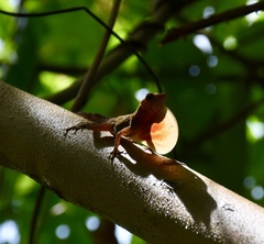 Anolis allogus