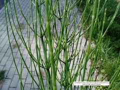 Equisetum palustre