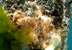 Distaplia