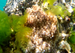 Distaplia